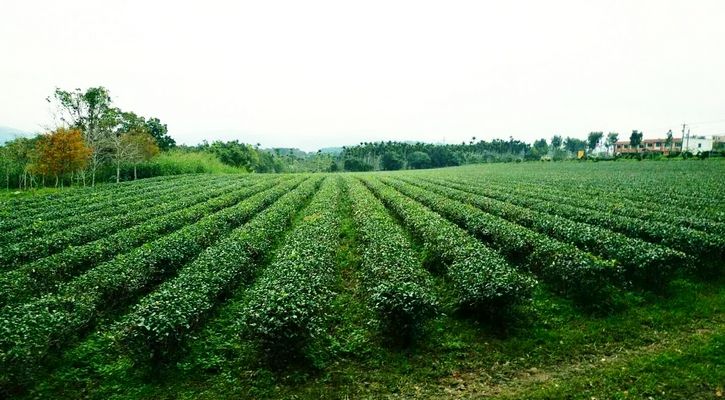 新鶴茶園景_3