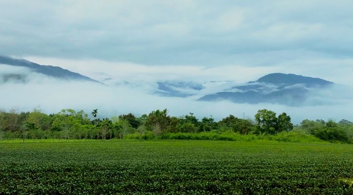 新鶴茶園景_4